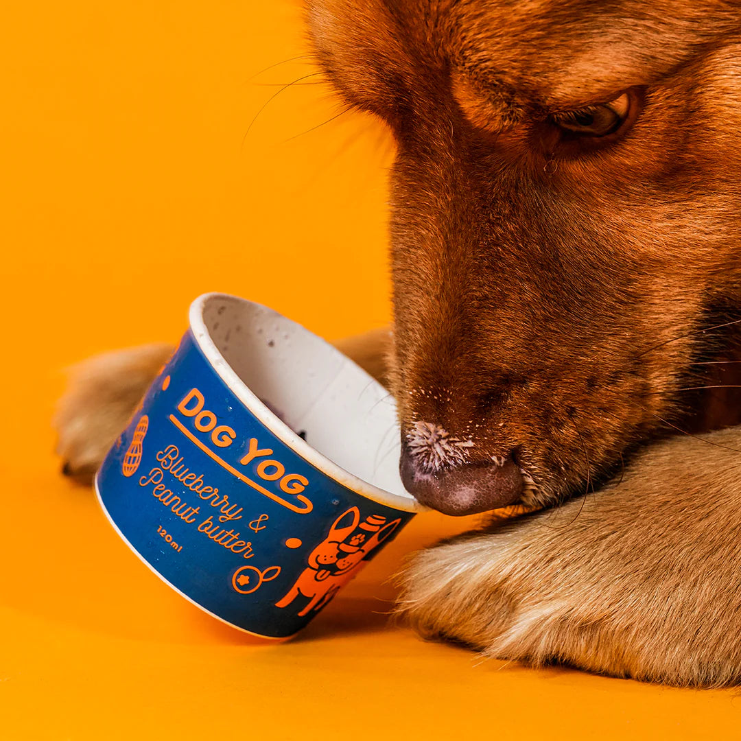 Dog Yog